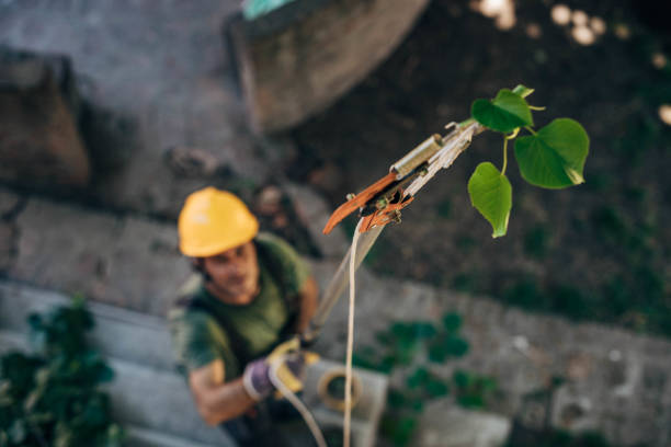 How Our Tree Care Process Works  in  Abingdon, VA