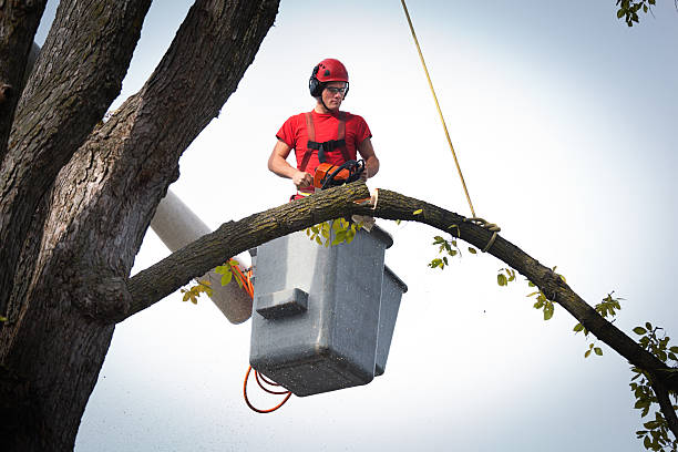 Abingdon, VA Tree Care  Company